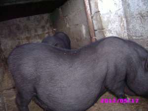 porci vietnamezi
