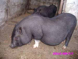 porci vietnamezi