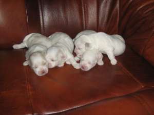 Pui Bichon Toy