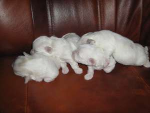 Pui Bichon Toy