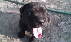 Catelusi cane corso