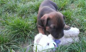 Catelusi cane corso