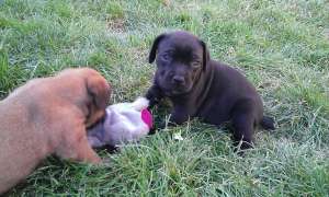 Catelusi cane corso