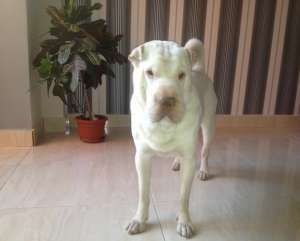 ofer shar pei alb (mascul) la monta