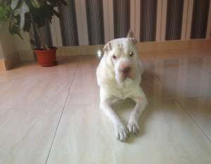 ofer shar pei alb (mascul) la monta