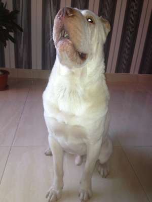 ofer shar pei alb (mascul) la monta