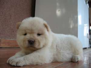 PUI CHOW CHOW ALBI, NEGRI SI ROSCATI