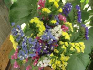 Vand flori Statice sau Limonium la buchet