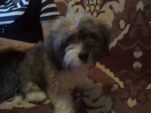 caut pentru imperechere bichon havanez -mascul