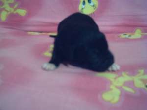vand pui labrador