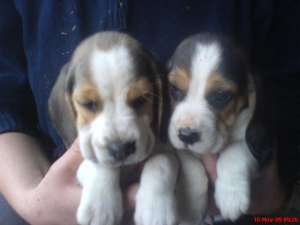 super catelusi beagle la super pret-100 euro
