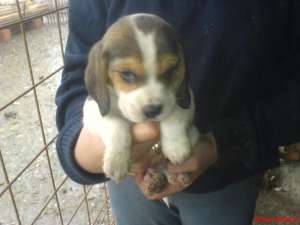 super catelusi beagle la super pret-100 euro