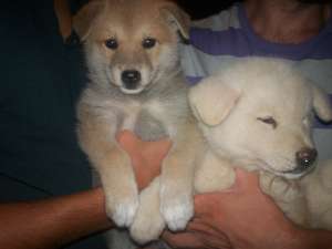 Akita Inu Japonez!! + CADOU!!