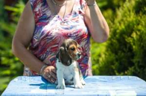 Vand catei rasa beagle tricolor
