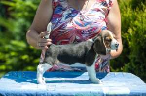 Vand catei rasa beagle tricolor
