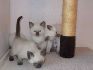 vand puii birmanezii