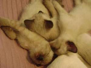 vand puii birmanezii