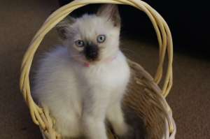 vand puii birmanezii