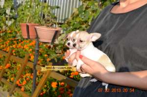 Pui Chihuahua Extra-Toy de Vanzare