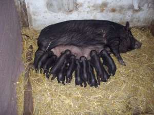 Porci Vitnamezi