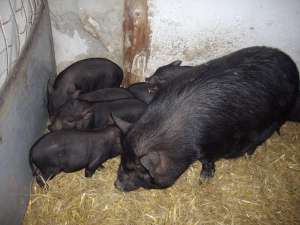 Porci Vitnamezi