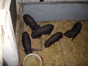Porci Vitnamezi