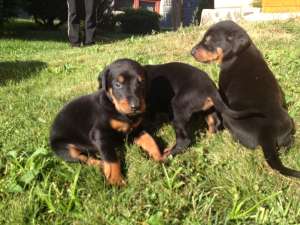 De vanzare Doberman