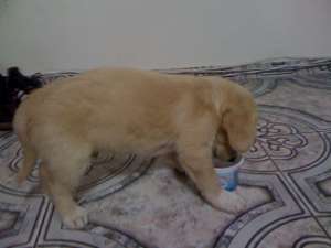 Donez