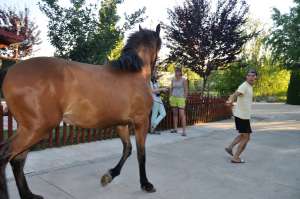 DE VINZARE MINZ ANDALUZ