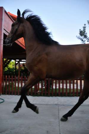 DE VINZARE MINZ ANDALUZ