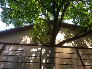 Particular vind vila s+p+1+m linga parcul herastrau (intrarea scoala herastrau nr 11).