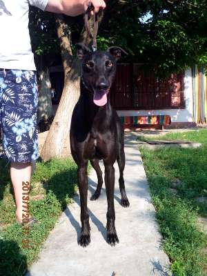 Vand ogar greyhound