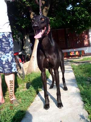 Vand ogar greyhound