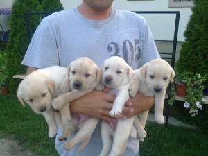 catei labrador de vanzare