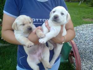 catei labrador de vanzare
