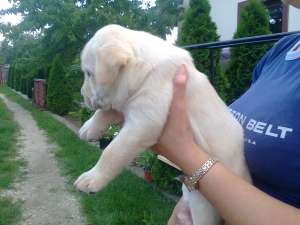 catei labrador de vanzare