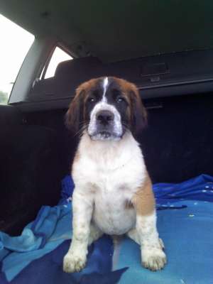 catel saint bernard , mascul, 9 saptamani