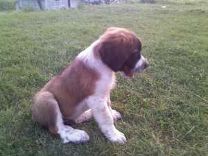 catel saint bernard , mascul, 9 saptamani