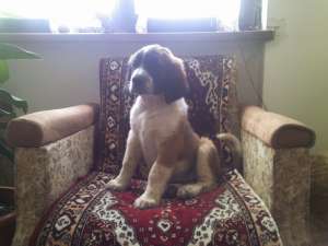 catel saint bernard , mascul, 9 saptamani