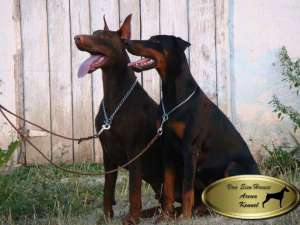 Pui dobermann