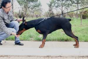 Pui dobermann