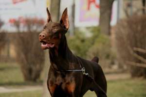 Pui dobermann