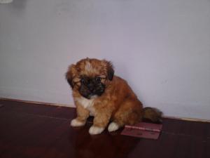 Catei rasa Pechinez Imperial