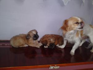 Catei rasa Pechinez Imperial