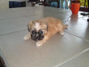 Catei rasa Pechinez Imperial
