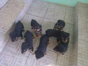 Van pui rottweiler