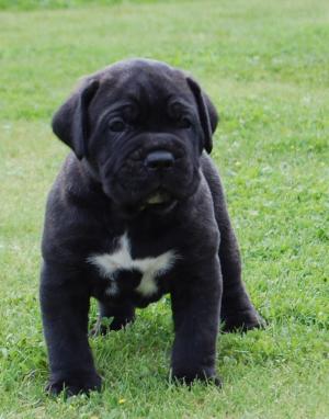 Cane Corso exemplare foarte frumoase
