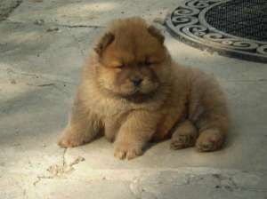 chow chow puiuti de vanzare