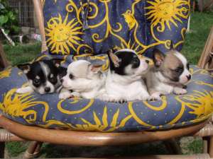 chihuahua puiuti de vanzare