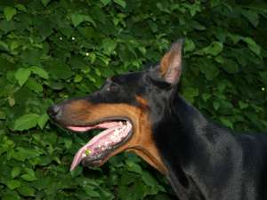 Vand pui de Doberman de rasa pura